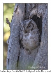 Indian Scops Owl