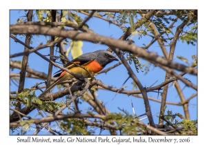 Small Minivet