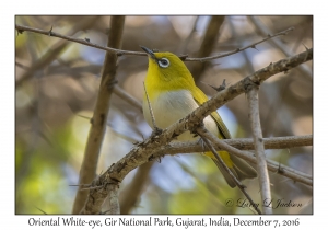 Oriental White-eye