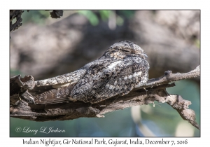 Indian Nightjar