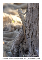 Eastern Garden Lizard