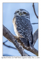 Spotted Owlet