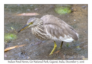 Indian Pond Heron