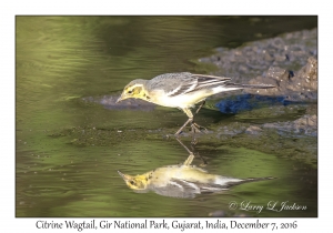 Citrine Wagtail