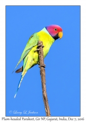 Plum-headed Parakeet