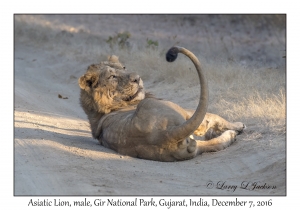 Asiatic Lion