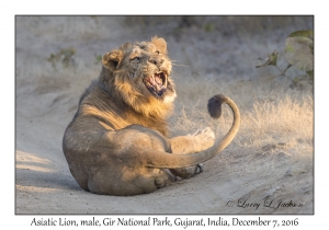 Asiatic Lion