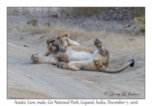 Asiatic Lion