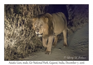 Asiatic Lion