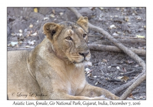 Asiatic Lion