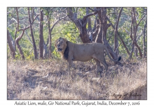 Asiatic Lion