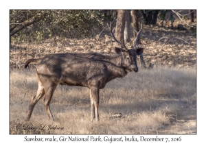 Sambar