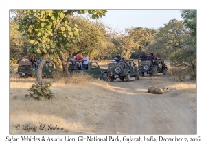 Safari Vehicles & Asiatic Lion