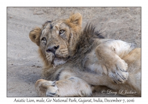 Asiatic Lion