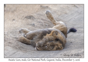 Asiatic Lion