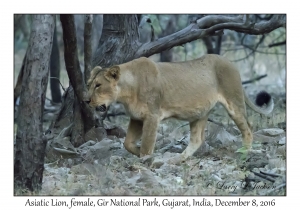 Asiatic Lion