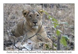 Asiatic Lion