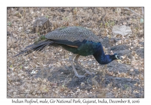 Indian Peafowl