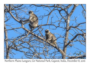 Northern Plains Langurs