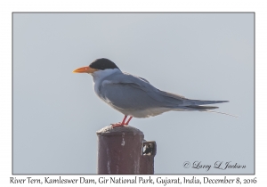 River Tern