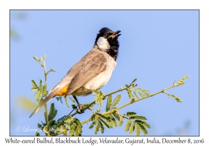 White-eared Bulbul