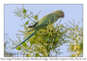 Rose-ringed Parakeet