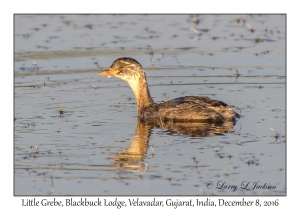 Little Grebe