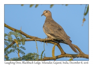 Laughing Dove