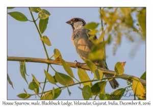 House Sparrow