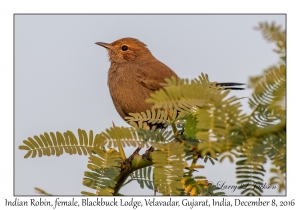 Indian Robin