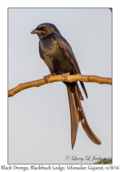 Black Drongo