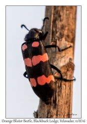 Orange Blister Beetle