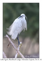 Little Egret