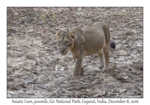 Asiatic Lion