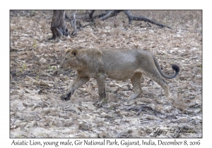 Asiatic Lion