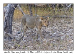 Asiatic Lion