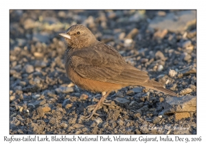 Rufous-tailed Lark