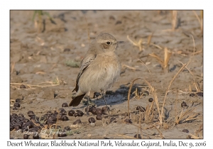 Desert Wheatear