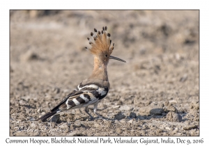 Common Hoopoe