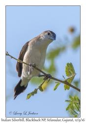 Indian Silverbill