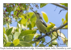 Purple Sunbird