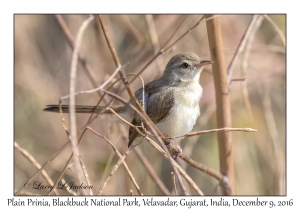 Plain Prinia