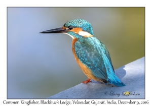 Common Kingfisher