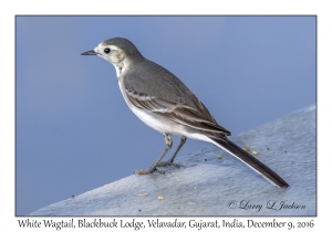 White Wagtail