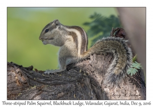 Three-striped Palm Squirrel