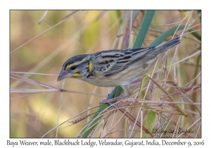 Baya Weaver