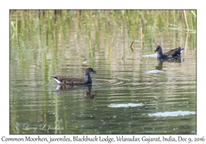 Common Moorhens