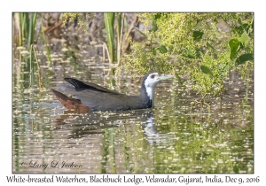 White-breasted Waterhen