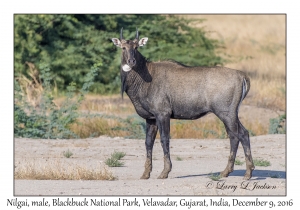 Nilgai