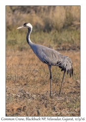 Common Crane